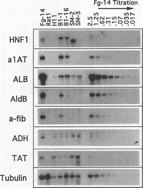 Activation Of Endogenous Liver Gene Expression In Hi 1 Cells Stably