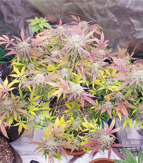 Grandmommy Purple Auto Feminized Seeds For Sale Herbies Seeds