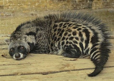 Африканская циветта (Civettictis civetta): описание, особенности и ...