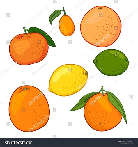 Vector Set Cartoon Citrus Fruits Lemon 库存矢量图（免版税）1395608585 Shutterstock