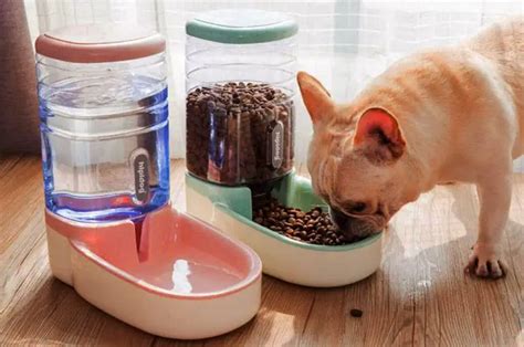 Best Automatic Water Bowl For Dogs Exqeo