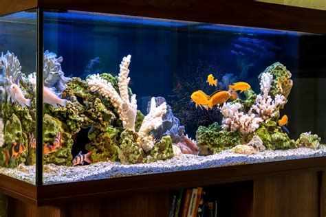 Comment Bien Entretenir Son Aquarium Pour Avoir Des Poissons En Bonne