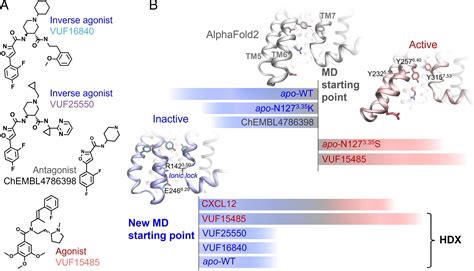 Conformational Dynamics Underlying Atypical Chemokine Receptor 3