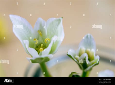 Rainy Lily In A Vase White Flower Photographed In A Photo Studio Dark