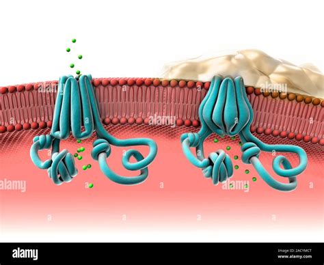 Normal And Abnormal Cftr Proteins Computer Illustration Of A Normally