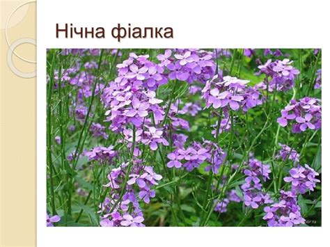Презентація на тему "Квіткові годинники"