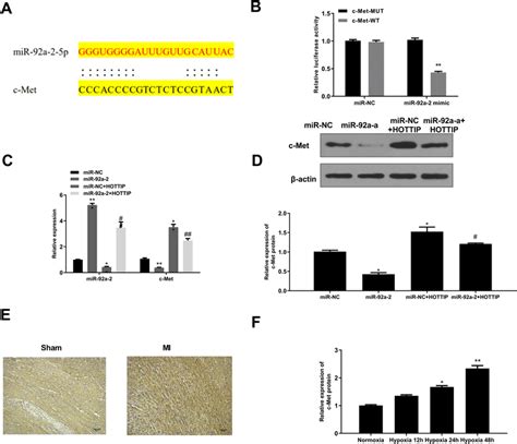 C Met Is A Target Of Mir 92a 2 A The Putative Binding Region Between