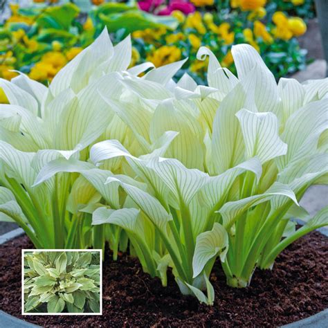 Shop White Feather Hosta | Breck's