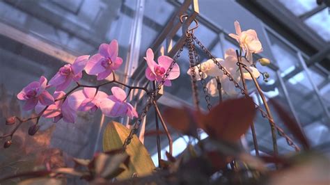 Denver Botanic Gardens orchid showcase offers respite from cold | 9news.com