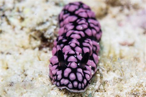 Sea Slugs That Prove Aliens Already Live On Planet Earth Bored Panda