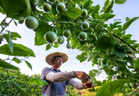 贵州从江：百香果管护正当时 人民图片网