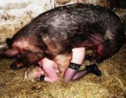 Pig Sex Farm Xxx Pig And Boar Sex With Sexy Female Farmer Who Likes