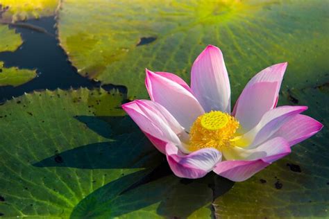 Premium Photo Close Up Of Water Lily In Lake