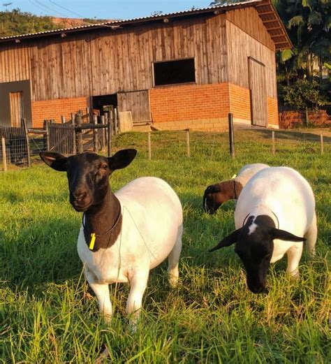 Two Goats Are Standing In The Grass Near A Barn And Fence One Is