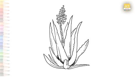 Aloe Vera Drawings Video Medicinal Plant Drawings How To Draw Aloe