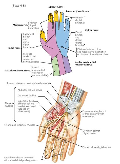 Innervation Of The Hand Pediagenosis Radial Nerve Median Nerve