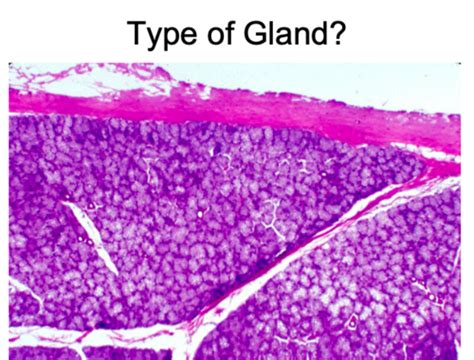 Oral Histology Salivary Glands Lab Flashcards Quizlet