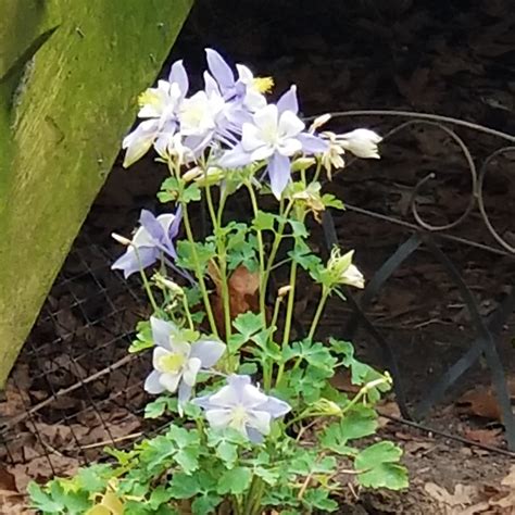 Aquilegia Bluebird Songbird Series Columbine Bluebird In