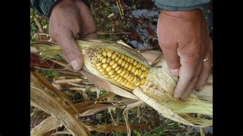 Andahuaylas Unas 300 Hectáreas De Cultivos Dañadas Por Lluvias Rpp