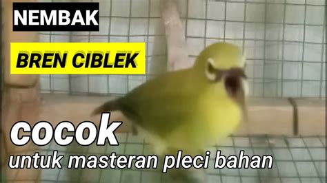 Pleci Nembak Tulit Tuli Sambung Bren Ciblek Panjang YouTube