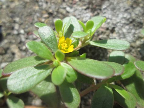 Plant Comparison Purslane Vs Portulaca Rusticwise