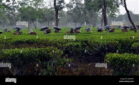 Sivasagar Assam India 18th Apr 2015 Indian Workers Pluck Tea Leaves During A Spell Of Rain