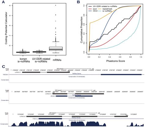 A Coding Potential Coding Potentials Of Known Is Ncrnas Download Scientific Diagram