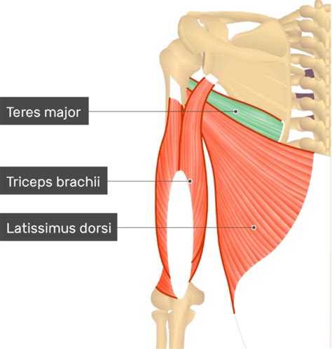 Teres Major Muscle Attachments Action Innervation GetBodySmart