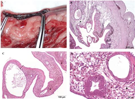 A D Cystic Endometrial Hyperplasia Ceh Uterus From An 8 Year Old Download Scientific Diagram