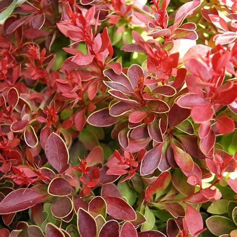 Berberis Thunbergii Admiration Find Haveplanter