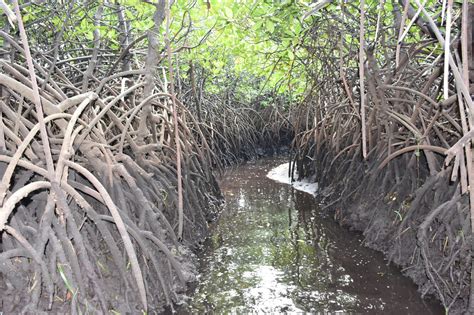 Using Global Mangrove Watch To Fill Gaps On Emission Data For FAO Kenya