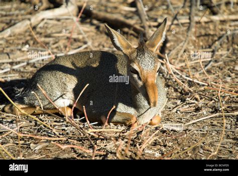 A Guenthers Dik Dik Antelope Captive Stock Photo Alamy