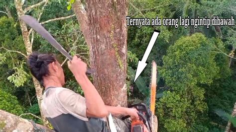 Pangkas Tebang Pohon Cemara Ternyata Ada Orang Dibawah Yang Sedang