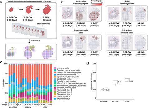 Spatialdwls Accurate Deconvolution Of Spatial Transcriptomic Data