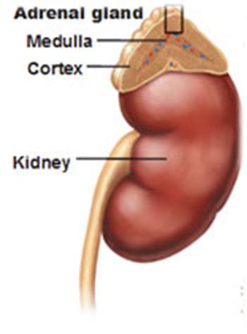 Endocrinology Flashcards Quizlet