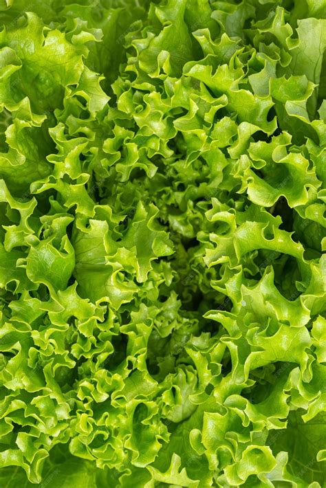 Premium Photo Macro Texture Lettuce Leaves