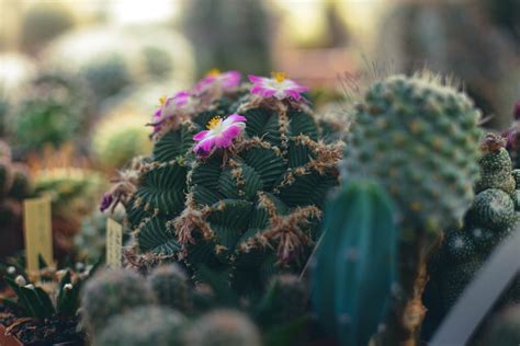 Cactus Succulent Flower Free Photo On Pixabay Pixabay