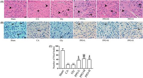 HE And Nissl Staining Of The Rat Cerebral Cortex A HE Staining Of