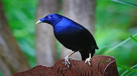 Bowerbird, Expert Nest Architect and Collector of Unique Objects