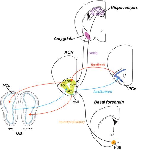 Aon Input Output Connections As Part Of The Olfactory Cortex The Aon