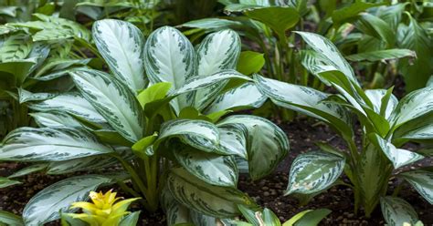 Aglaonema Silver Bay Chinese Evergreen Care Guide GIY Plants