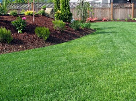 Kentucky Bluegrass For Lawns The Ultimate Guide Lawn Chick