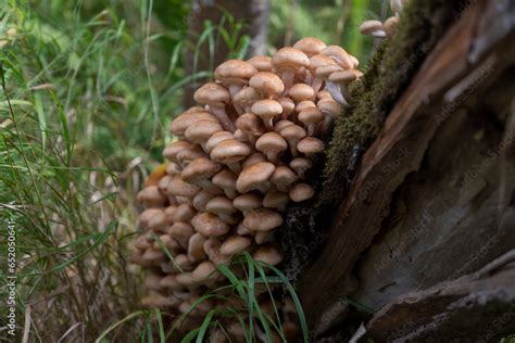 Armillaria mellea - honey fungus in forest - very taste edible mushroom ...