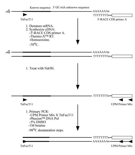 A New Rapid Amplification Of Cdna Ends Method For Extremely Guanine