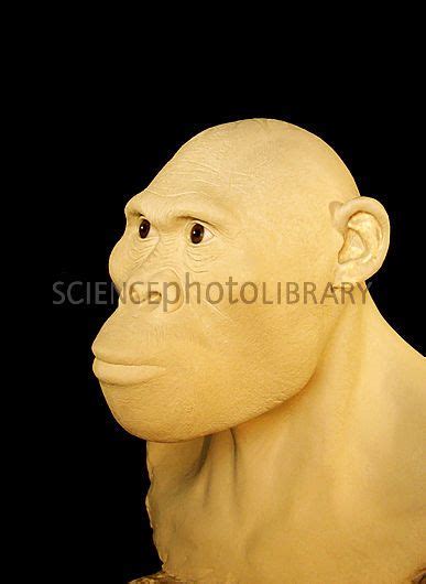 Australopithecus Africanus Sts Mrs Ples Reconstruction By