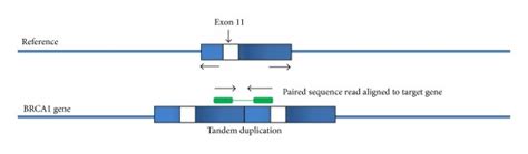 Identification Of Tandem Duplication Insertion Breakpoints Spanning