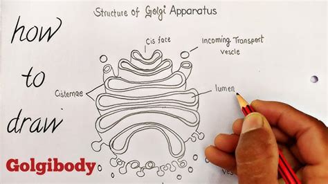 Difference Between Golgi Apparatus And Endoplasmic 58 Off