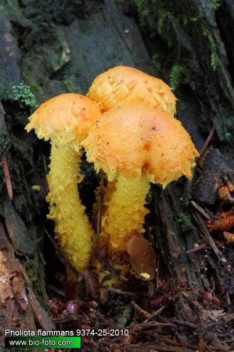 Pholiota Flammans Commonly Known As The Yellow Pholiota The Flaming