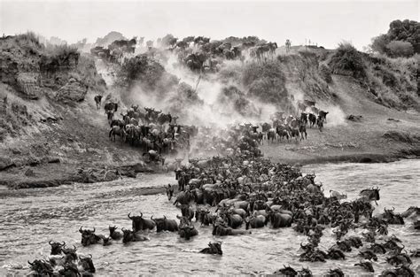 Wildebeest Migration River Crossing | African Wildlife Canvas Wall Art Print