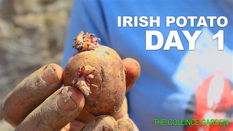 Easy Way To Plant Irish Potatoes Day 1 Organic Healthy Farming The Collince Garden Youtube